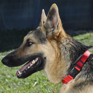 Collar para Perros Coastal Rojo L