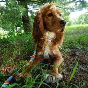 Correa para Perros Coastal Styles 1.20 mt Res M