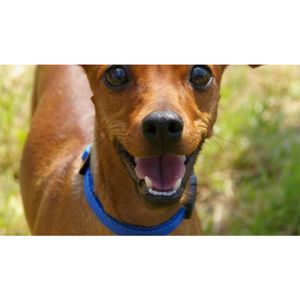 Collar para Perros Coastal Azul XS
