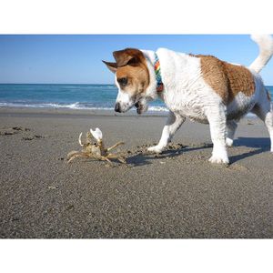Collar para Perros Coastal Styles Res S