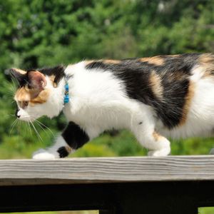 Collar para Gatos Coastal Fashion Leb