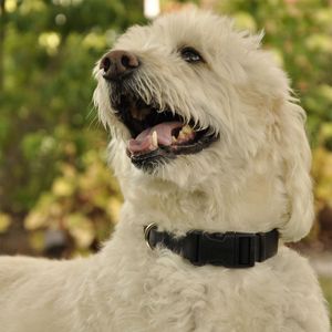 Collar para Perros Coastal Negro L