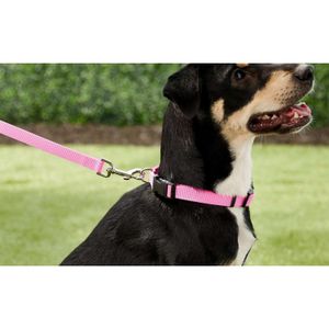 Collar para Perros Coastal Rosado M