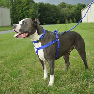 Arnés para Perros Coastal Comfort Wrap Azul S