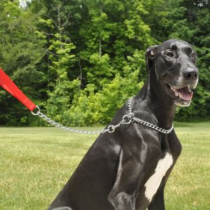 Correa de Metal para Perros Titan 2 mm Rojo