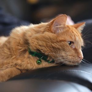 Collar para Gatos Coastal Safe Cat Brillantes Oro
