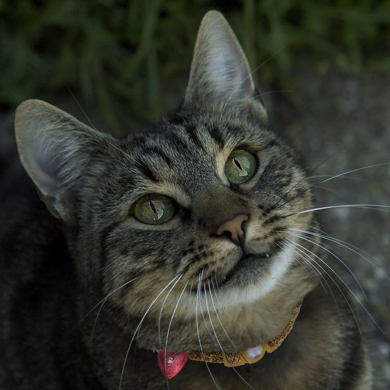 image-cc3d59104b8447518049e533f630307a