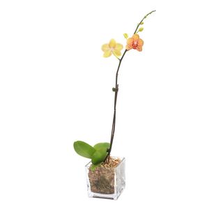 Orquídea Phalaenopsis Ecopal Amarillo Labios Fucsia