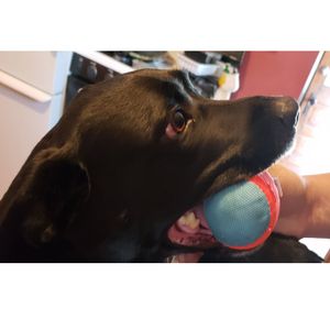 Juguete para Perros Chuckit Amphibious Balls 3 Pack