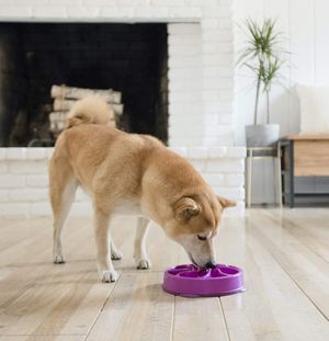 Plato Smartpet Slow Tu Surtido