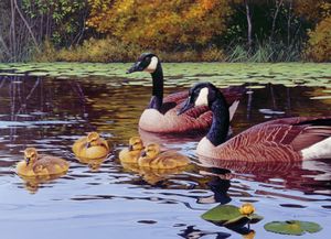 Rompecabezas Platts Pond 1000pcs