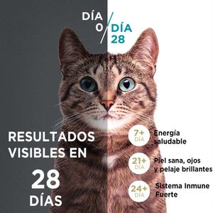 Comida para Gatos PURINA ONE Adulto Toda Razas Pollo Salmón Bolsa 2Kg