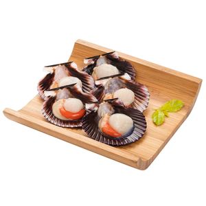 Conchas de Abanico AZUL MARINO Media Valva Bolsa 12un