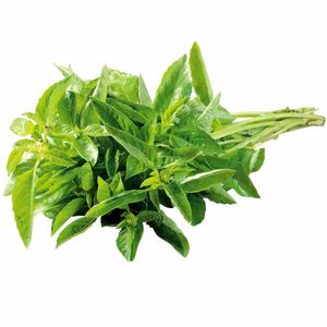 Albahaca Atada