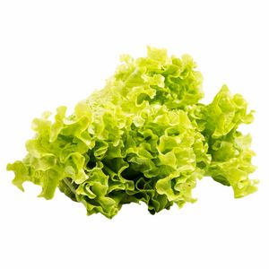 Lechuga Hidropónica