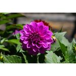 image-db1c7caa1894481ba3e2a2e95ab118b5