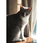image-a33bcbd3367b45668e44ad6a11321199