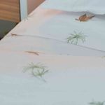 image-98b367a6f3aa430e8952a5b66797ff7e