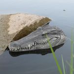 imageUrl_8