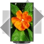 imageUrl_6