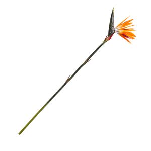 Ave de paraiso 83cm