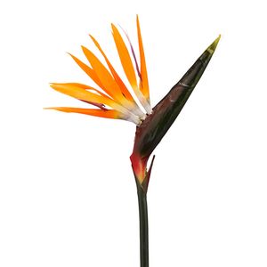 Ave de paraiso 83cm