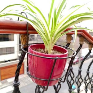 Portamacetas Balkoni 20cm