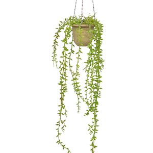 Hojas de frijol colgante 75cm
