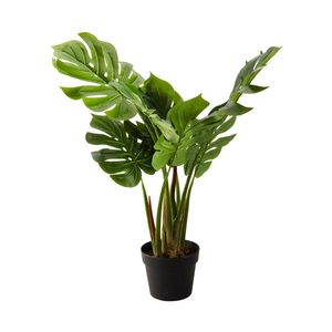 Monstera en maceta 80cm