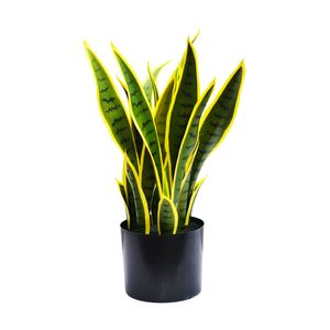 Lengua de suegra en maceta 47cm