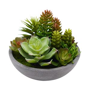 Mix de suculentas medianas en maceta 15cm