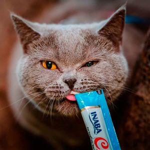 Churu Six Pack cremoso para gatos atún con ostiones 60g