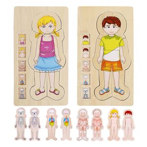 Rompecabezas Didácticas del Cuerpo Humano en Capas