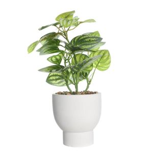 Planta Cara 24 cm