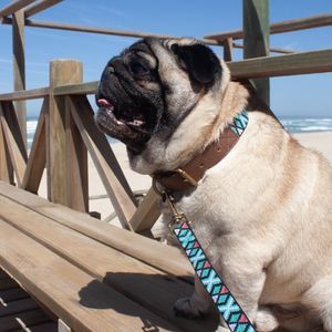 Collar Ajustable para Mascotas U