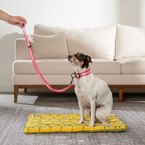 Correa Antishock para mascota