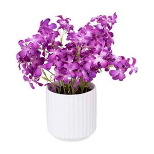 Violeta con maceta Purpura 27cm