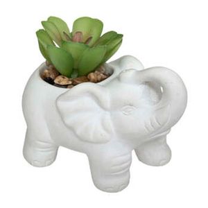 Planta Elefante 10cm