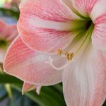 imageUrl_30