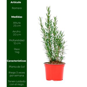 Planta natural Romero