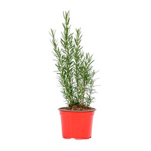 Planta natural Romero