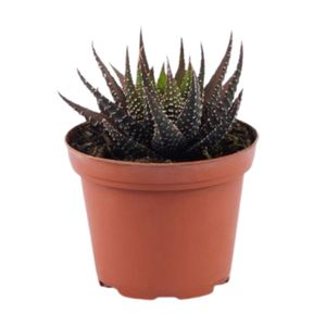 Planta Cactus Mix Mp8