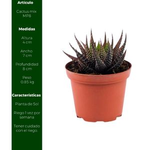 Planta Cactus Mix Mp8