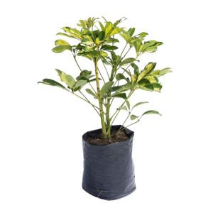 Planta Minischeflera Variegada