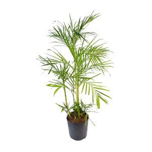 Planta Palmera Bambú