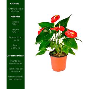 Planta Anthurio Rojo Mediano