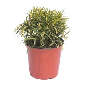 Planta Croton Cinta Chico