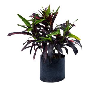 Planta Croton Mediano Sto Domingo B1