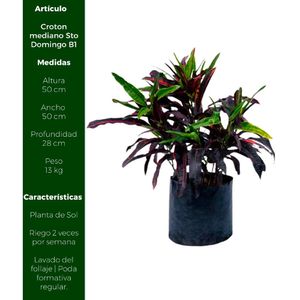 Planta Croton Mediano Sto Domingo B1