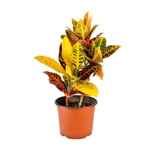 Planta Croton Petra Chico